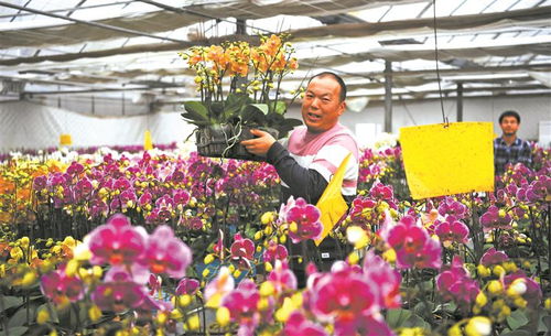 江蘇無錫 年花俏