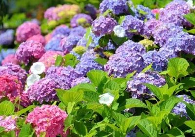 八仙花是花卉還是灌木