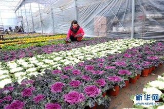 江蘇如皋:花卉產業助農增收