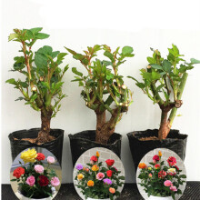 園藝花卉】價格_圖片_品牌_怎么樣-