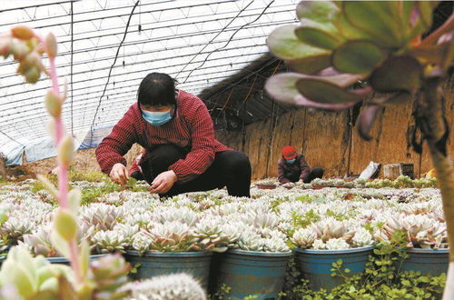 石家莊市欒城區花卉種植 助農增收