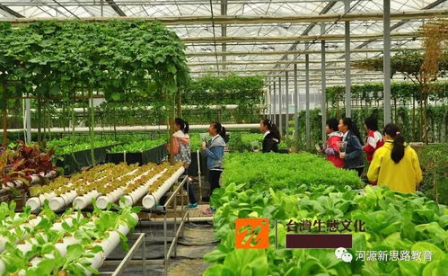 給孩子一次走進臺灣的機會,兩岸文化大碰撞,感知寶島民俗風情