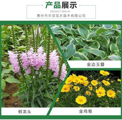 綠化醡漿草種植 紫葉酢漿草 紫葉醡漿草價格