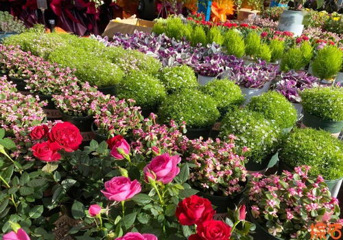 唐山探店 全場5折 萬種花卉爭奇斗艷 這家2200㎡的網紅花卉主題超市藏不住啦 內含福利