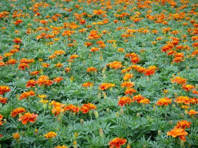 孔雀草花卉批發