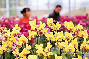 春季游哪最好 國內鮮花種植基地賞花去
