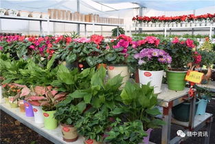 樟樹這家花卉種植基地逆天啦 老板豪氣全城大贈送 300盆精品盆景等你來拿 再不來就沒了......