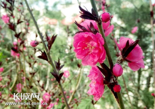 清明假期踏青賞花何處去 河北37條 春觀花 精品線路等你游