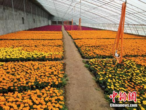 紅土地上 拔窮根 河北革命老區(qū)平山縣脫貧 摘帽 紀實