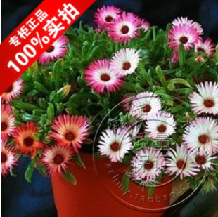 【萬古花卉】原裝花卉種子 垂吊彩虹花種子 垂吊植物 50