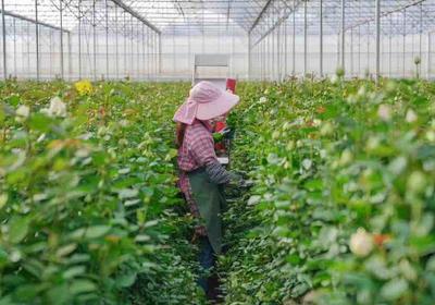 @云南花卉企業,進口花卉種子、種苗有優惠政策