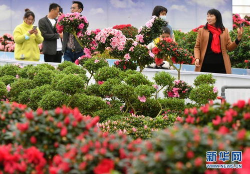 福建永福 花卉產業助增收