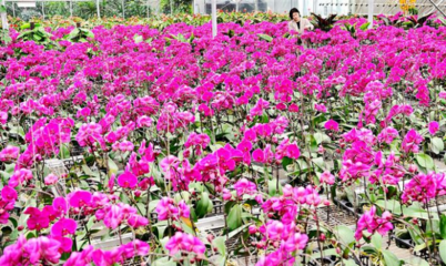 阿拉爾市現(xiàn)代農(nóng)業(yè)產(chǎn)業(yè)園 百花齊放引客來