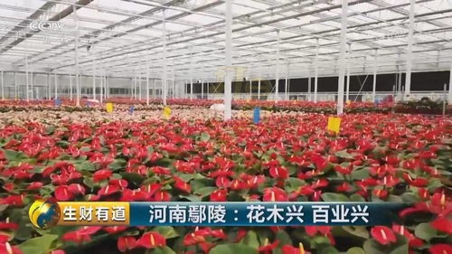 實拍中部地區(qū)最大室內鮮花種植基地,讓人大開眼界