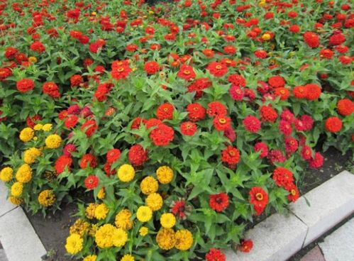 春天養(yǎng)這3種花卉,種子扔土里,呼呼冒出一大片