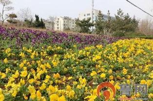 膠州建設局園林處栽種時令花卉扮靚城市景觀