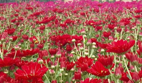 快看 2023年企石鎮(zhèn)迎春購花點和花卉種植場在這里