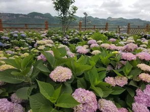 貴州夏天里的 花花 世界,每一處都美翻