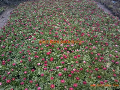 草花供應(yīng),時令花卉種植基地,春節(jié)用花