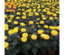 花卉種植