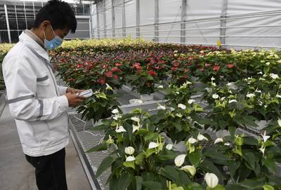 甘肅和政:智慧農業助力花卉產業升級