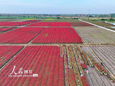 江西南昌:花卉苗木變綠色"金庫"