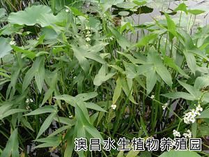 供應銷售水生花卉、睡蓮種植流程、百種水生植物批發訂購_紡織、皮革_世界工廠網中國產品信息庫