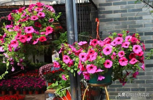 這 2種 盆栽花卉,高溫天也能 花開不斷 ,整個夏天都可賞花