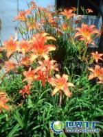 供應花卉種植生物肥料價格_供應花卉種植生物肥料廠家_世界工廠網產品信息庫