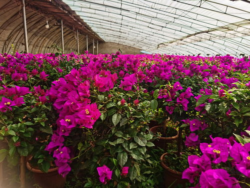 高碑店 鮮花種植催生鄉(xiāng)村振興 美麗產(chǎn)業(yè) 央廣網(wǎng)